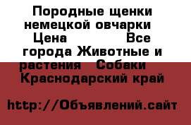 Породные щенки немецкой овчарки › Цена ­ 24 000 - Все города Животные и растения » Собаки   . Краснодарский край